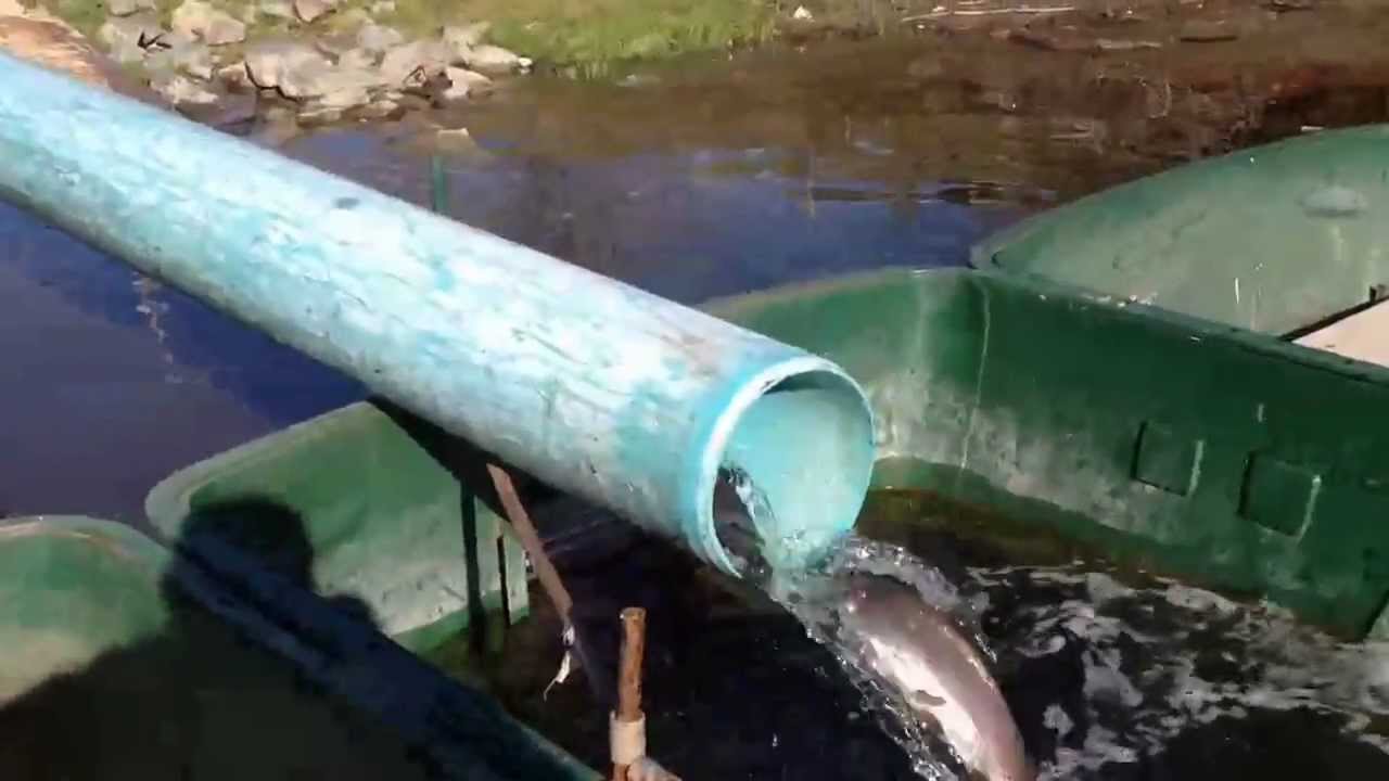 Lake Amador Fishing Area